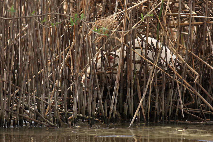 Nutria albina! - Padule di Fucecchio